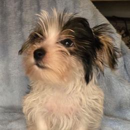 Zeppelin - Parti male Yorkshire Terrier puppy in Zuni, Virginia from Serendipity Yorkies