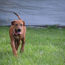 Wilma - Wheaten blk nose female Rhodesian Ridgeback puppy in Lithia, Florida from Diamondcrest Inc