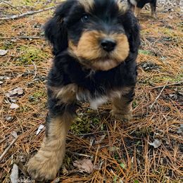 Australian Mountain Doodle, Bernedoodle, Companion Cross, and Shihpoo Puppies from Perfect Companion Puppies