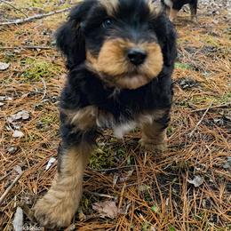Australian Mountain Doodle, Bernedoodle, Companion Cross, and Shihpoo Puppies from Perfect Companion Puppies