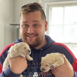 Golden Retriever Puppies from Ruff Life Goldens