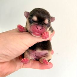 Cocoa and Tan Girl - Liver female French Bulldog puppy in Gulf Breeze, Florida from SW Frenchies