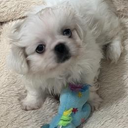 Full AKC - Buttons - Ready Now - White male Pekingese puppy in Pennsylvania from Triple I Pekes