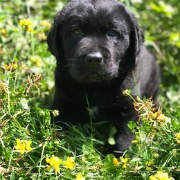English Springer Spaniel and Labrador Retriever Puppies from Buffie Gonzales