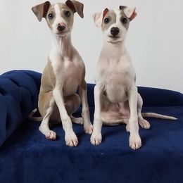 Italian Greyhound Puppies from Divine Italian Greyhounds