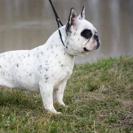 Bulldogs and French Bulldogs from West Coast Frenchie’s and English bulldogs