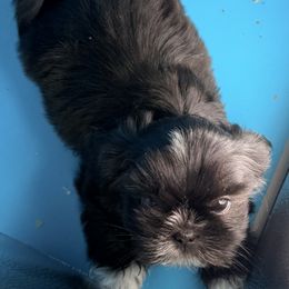Black an white male - Black and white male Shih Tzu puppy in Beaver, Ohio from Jessica’s Shih Tzus