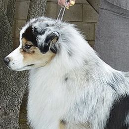 Dibs - Australian Shepherd