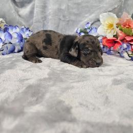 Ruger - Dapple male Dachshund puppy in Florence, Arizona from Doxie Town Az