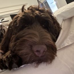 Goldendoodle All Grown Up from Twilight Doodles