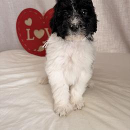 Comet - Parti male Poodle puppy in Luana, Iowa from Country View Bernedoodles and Goldendoodles