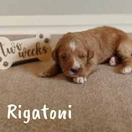 Rigatoni (Yellow Collar) - Apricot female Goldendoodle puppy in Guthrie, Oklahoma from Edmond Doodles, LLC