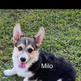 Milo - Black and tan male Pembroke Welsh Corgi puppy in Fall Branch, Tennessee from Robyn Jones' Pembroke Welsh Corgis & American Corgis