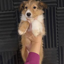 Boy 1 - Sable and white male Shetland Sheepdog puppy in Canton, Texas from 2kg Shelties