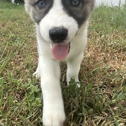 Siberian Husky Puppies from The Rulon Den