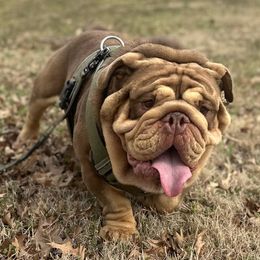 Willy Wonka - Bulldog