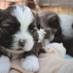 Archie - Brown male Shichon puppy in Pennsylvania from Manor Hills Shih Tzus