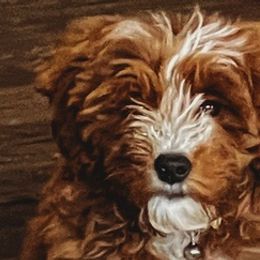 Goldendoodles from Sha Petite Cattery & Kennel