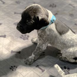 German Shorthaired Pointer Puppies from MaggieMae Andersen
