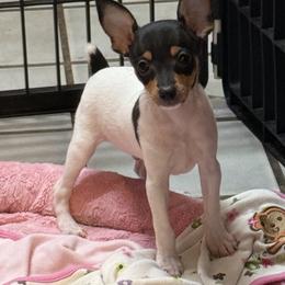 Toy Fox Terrier Puppies from Ultra Quest Show Dogs