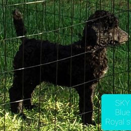 Poodle Puppies from Four Aces Poodles