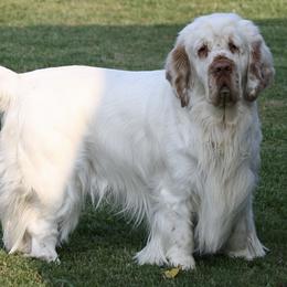 Clumber Spaniels from Cajun Clumber Spaniels