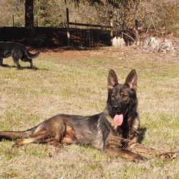 Acadia - German Shepherd