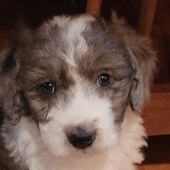 Girl 2 - Gray Double Doodle puppy in Glenville, North Carolina from Breedlove Mtn Doodles