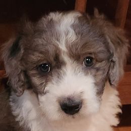 Girl 2 - Gray Double Doodle puppy in Glenville, North Carolina from Breedlove Mtn Doodles