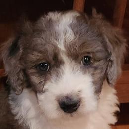 Girl 2 - Gray Double Doodle puppy in Glenville, North Carolina from Breedlove Mtn Doodles