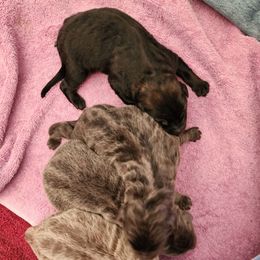 Persephone - Blue female German Shepherd puppy in Los Lunas, New Mexico from Mali's German Shepherds