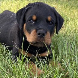 Girl 6 - Rottweiler puppy in Eaton Rapids, Michigan from The Rottweiler Haus