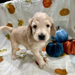 Ren - Cream male Goldendoodle puppy in Salem, Oregon from Capital Doodles