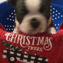 "Ollie" Boston Terrier Puppies from Holly's Boston Terriers