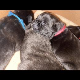 Girl 3 - Black female Cane Corso puppy in Douglasville, Georgia from Palazzo Cane Corso