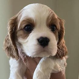 Cavalier King Charles Spaniels from Serenity Cavaliers