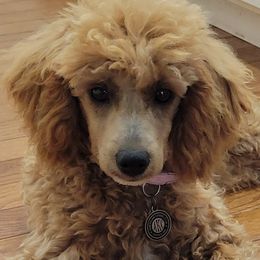 Tanner - Cream Poodle puppy in Missouri from B&M Cottonwood Canines