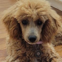 Tanner - Cream Poodle puppy in Missouri from B&M Cottonwood Canines