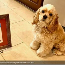 Cocker Spaniel Puppies from Chloe's Cocker Spaniels