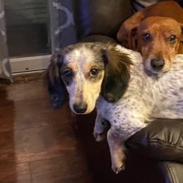 Dachshunds from Spicee Doxies