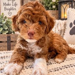 Rocket - Blue Collar - Apricot male Goldendoodle puppy in Huntsville, Alabama from Falcon Ridge Doodles