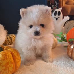 Dayne - White male Pomeranian puppy in Tampa, St Petersburg, Florida from Diana's Pomeranians
