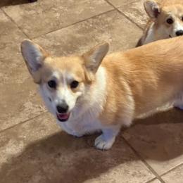 Coco - Pembroke Welsh Corgi