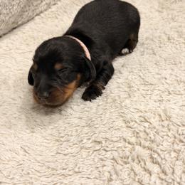 Dachshund Puppies from KhloeKPuppies