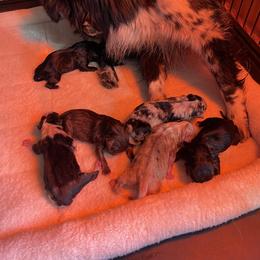 Australian Shepherd, Miniature American Shepherd, Miniature Australian Shepherd, and Toy Australian Shepherd Puppies from Painted Blue Aussies