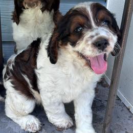 Boy 2 - Black white and tan male Springerdoodle puppy in Reddick, Florida from Cooper’s Mini Doodles
