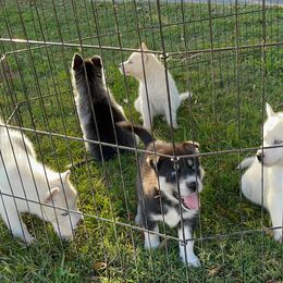 Siberian Husky Puppies from Dacogetic