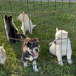 Siberian Husky Puppies from Dacogetic