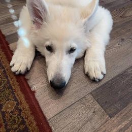 Berger Blanc Suisse Puppies from Nasha Comanda White Swiss Shepherds