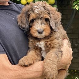Arlo - Merle male Bernedoodle puppy in Palm Desert, California from Palm Canyon Bernedoodles